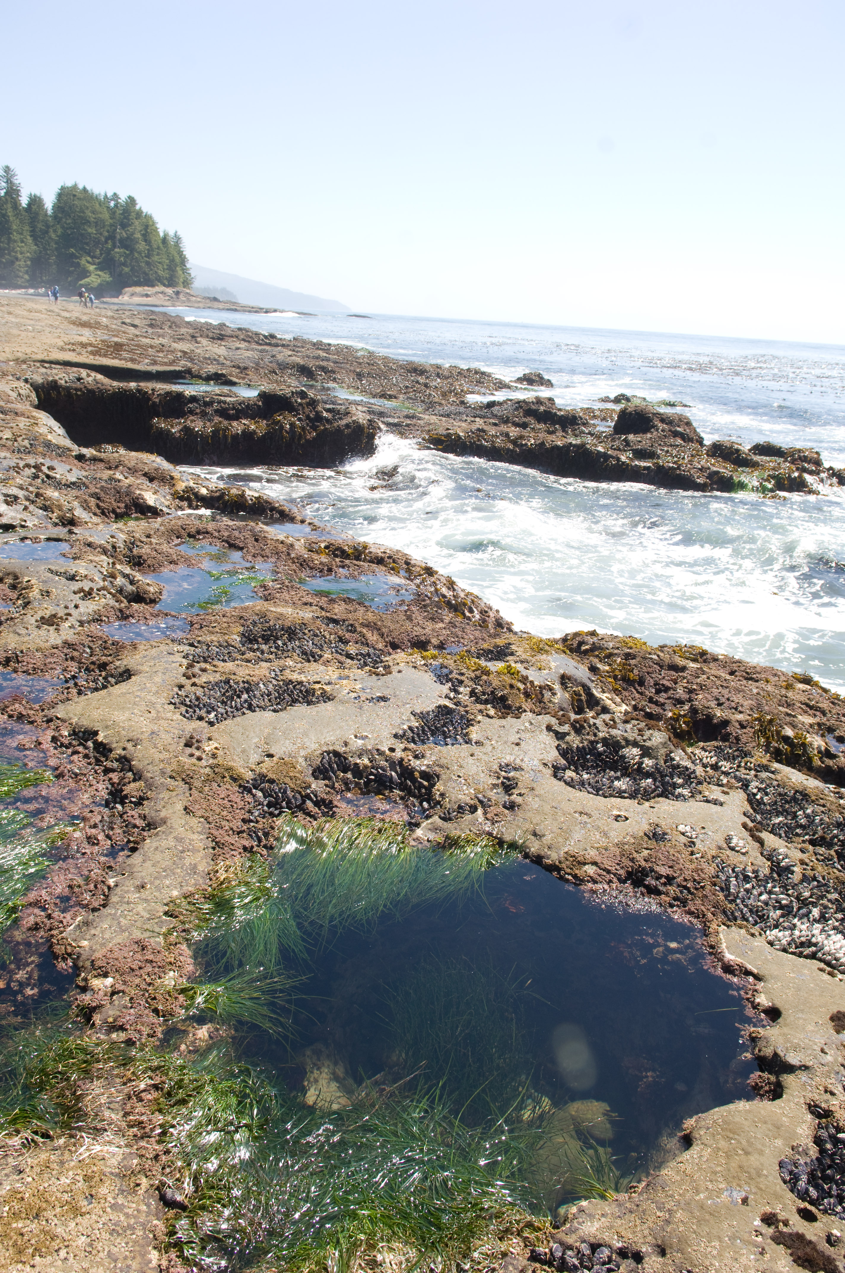 best tidal pool spots in monterey best tidal pool spots in monterey