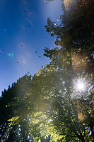 Water Striders In The Sky