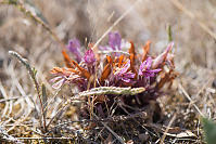 California broomrape