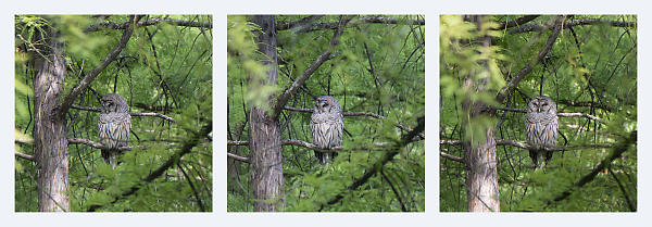 Barred Owl Triptych