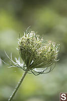 Wild Carrot Arching Into Birds Nest