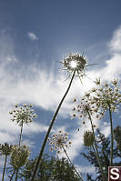 Wild Carrot Undershot