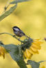 Chickadee Looking For Sunflower Seeds