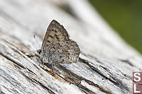 Butterfly On Log