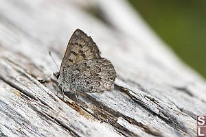 Butterfly On Log