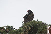 Turkey Vulture Looking Over Shoulder