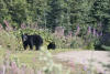 Bear Eating With Youth