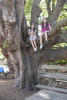 Girls Sitting In Tree
