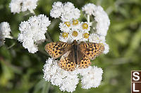 Mormon Fritillary On Pearly Everlasting