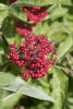 Red Elderberry