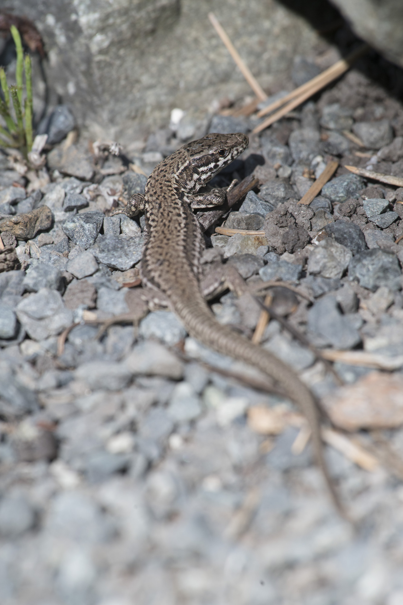 Common Wall Lizard common-wall-lizard