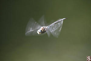 Paddle Tailed Darner