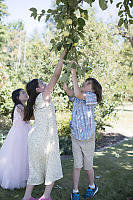 Pulling Apples Off Tree