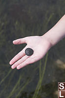 Sand Dollar In Clairas Hand