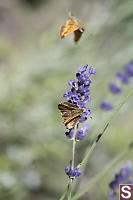 Skipper On Lavender