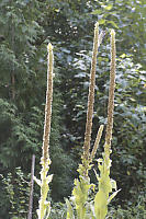 Woodpecker Eating Mullein