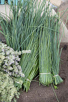 Bundles Of Chives