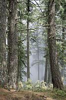 Clouds In Forest