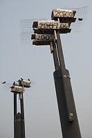 Nest Boxes For Purple Martins