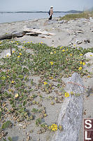 Yellow Sand Verbena