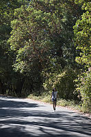 Arbutus Over Road