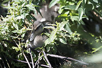 Baby Mallard Hiding In Plants