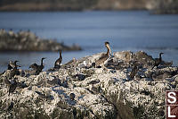 Brown Pelican At Top Of Rock