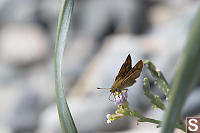 European Skipper