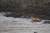 Harbour Seal Out Of Water