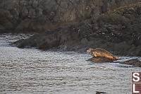 Harbour Seal Out Of Water