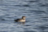 Immature Rhinoceros Auklet