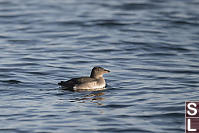 Immature Rhinoceros Auklet