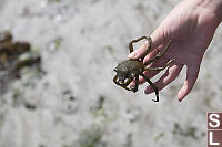 Kelp Crab