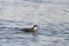 Marbled Murrelet