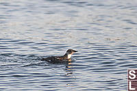 Marbled Murrelet