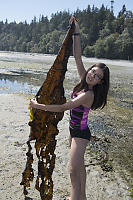 Nara Found Sugar Kelp