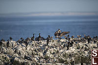 Pelican Jumping To Rock