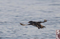 Rhinoceros Auklet Flying