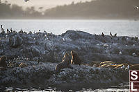 Sea Lions Looking For Top Spot