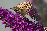 Hydaspe Fritillary Face