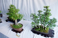 Two Bonsai