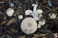 Meadow Mushrooms Pushing Up