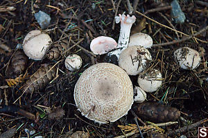 Meadow Mushrooms Pushing Up