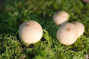 Pear Shaped Puffball