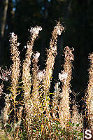 Spent Fireweed In Sun