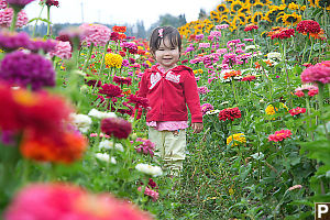 Nara In A Row Of Flowers