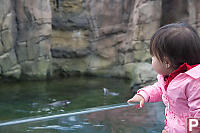 Nara Sees Penguins Swimming