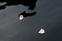 Petals On The Lake