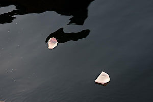 Petals On The Lake