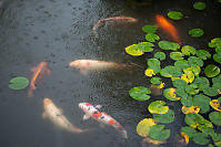 Koy Under Lily Pads